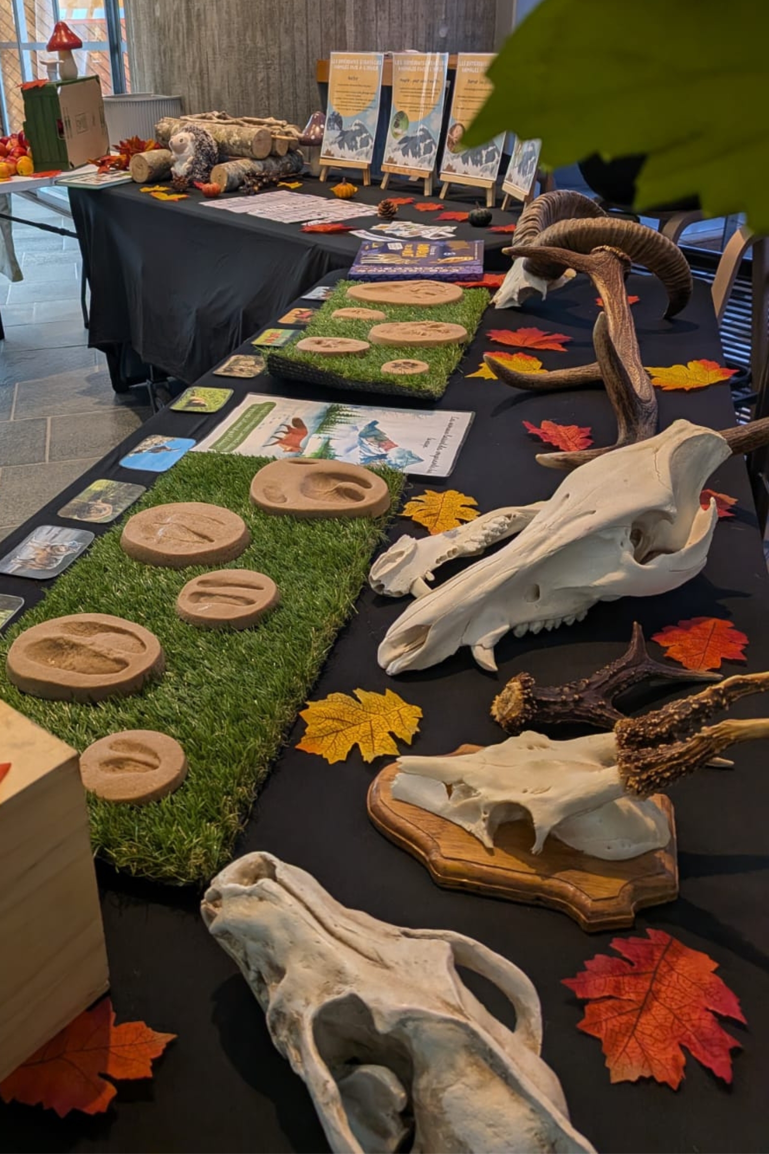 Annecy Haute-Savoie Savoie activités nature sortie atelier brico